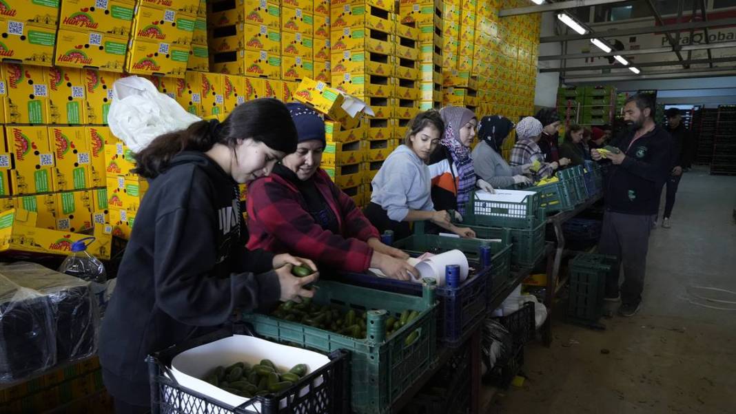 Talebe yetişemiyorlar, adeta yok satıyor! O ilimizde yerli tropikal meyve hasadı başladı 8